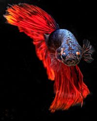 Betta fish