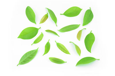 Close-up of leaves against white background