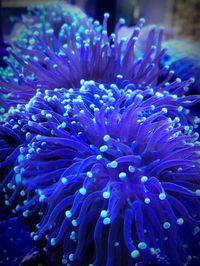 Close-up of blue sea flowers