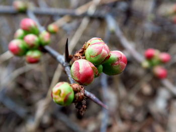 Close-up of red flower buds