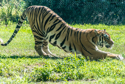 Tiger in grass