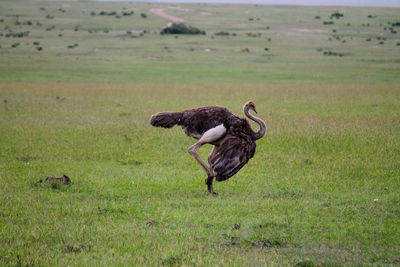 Side view of two birds on field