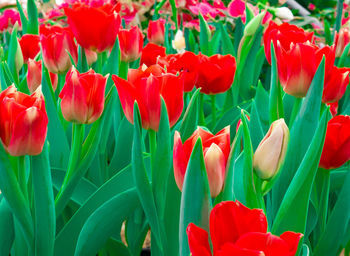 Close-up of red tulips on field