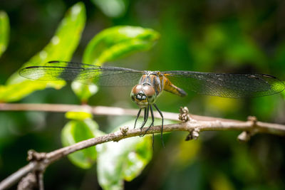 A dragonfly perched on a tree brench with isolate background.