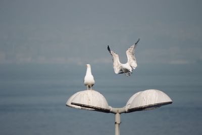 Seagulls on the beach placed on your lamps 