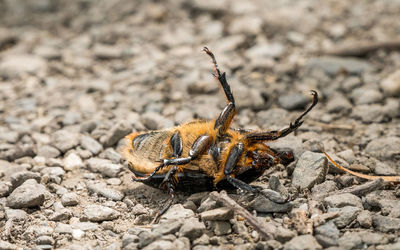 Close-up of insect on land