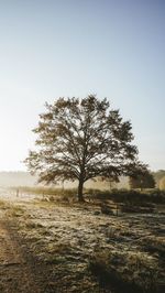 Tree on field against clear sky