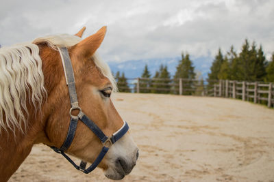 Close-up of horse on field against sky