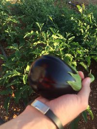 Close-up of cropped hand holding plant