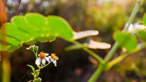 Close-up of white flowering plant