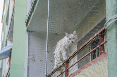 View of cat in cage