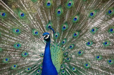 Peacock with fanned out feathers