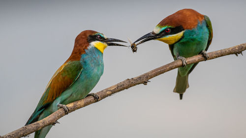 Bird perching on branch