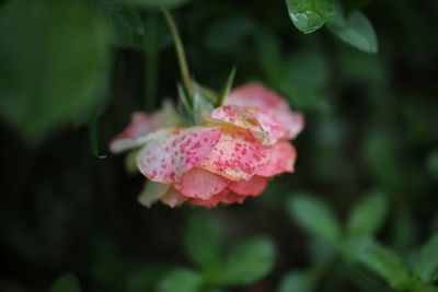 Close-up of pink flower blooming outdoors