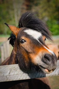 Close-up portrait of a horse