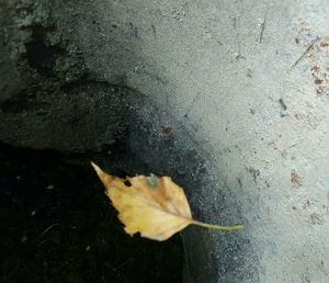 Close-up of dry maple leaf on street