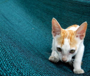 Close-up of kitten on fabric