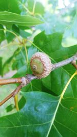 Close-up of snail on leaves