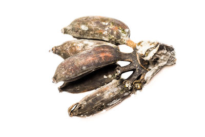High angle view of a shell on white background