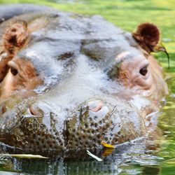 Portrait of hippopotamus in pond