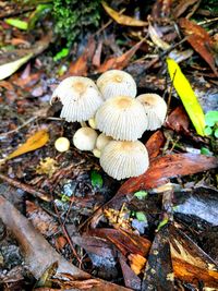 Close-up of mushrooms growing in forest
