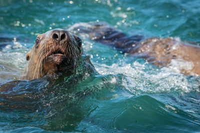 Sea lion swimming in sea