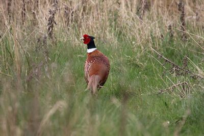 View of pheasant on field