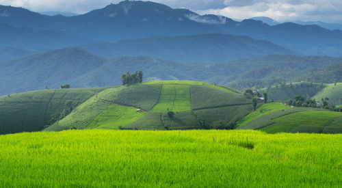 Scenic view of agricultural field against mountains