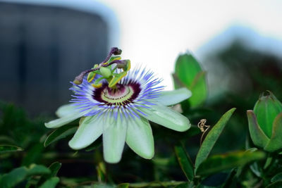 Close-up of purple flowers blooming