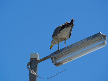 Low angle view of bird perching on metal against sky
