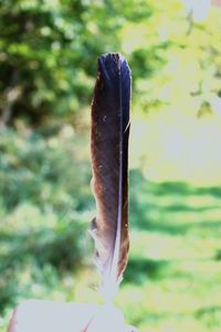 Close-up of plant against blurred background