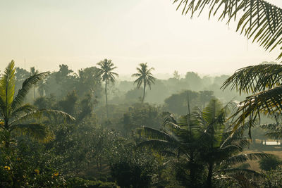 Palm trees against sky