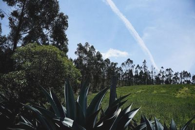 Scenic view of grassy field against sky