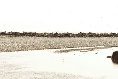 Scenic view of beach against clear sky