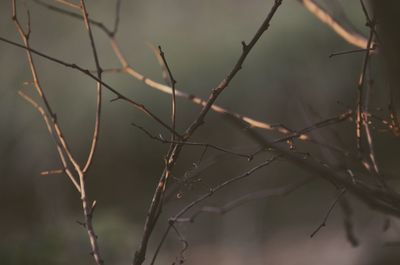 Close-up of dry twigs on plant