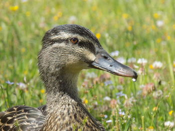 Close-up of a bird