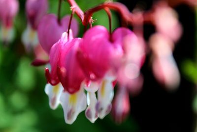 Close-up of pink flower