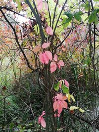 Close-up of pink flowers blooming on tree