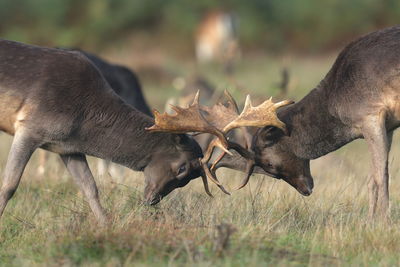 Deer in a field