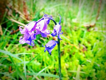 Close-up of purple flower blooming on field