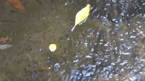 High angle view of jellyfish in water