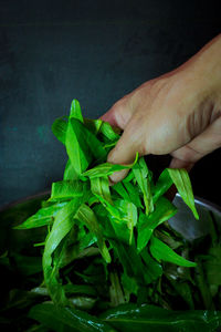 Close-up of hand holding leaves