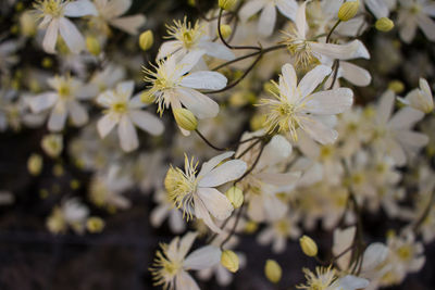 Close-up of flowers