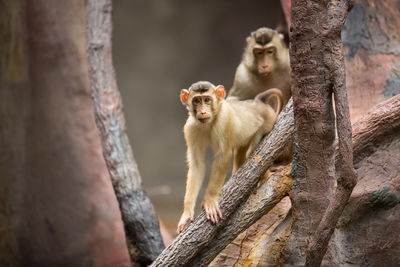 Monkey sitting on tree trunk