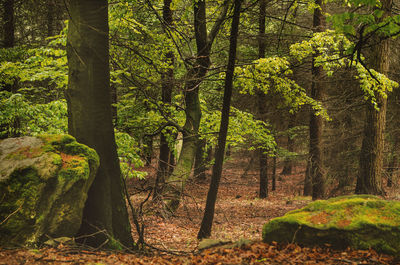 Trees in forest