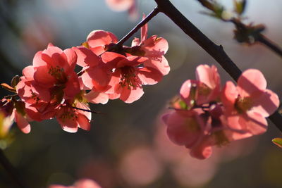 Close-up of pink cherry blossoms