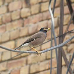 Close-up of bird perching on wall