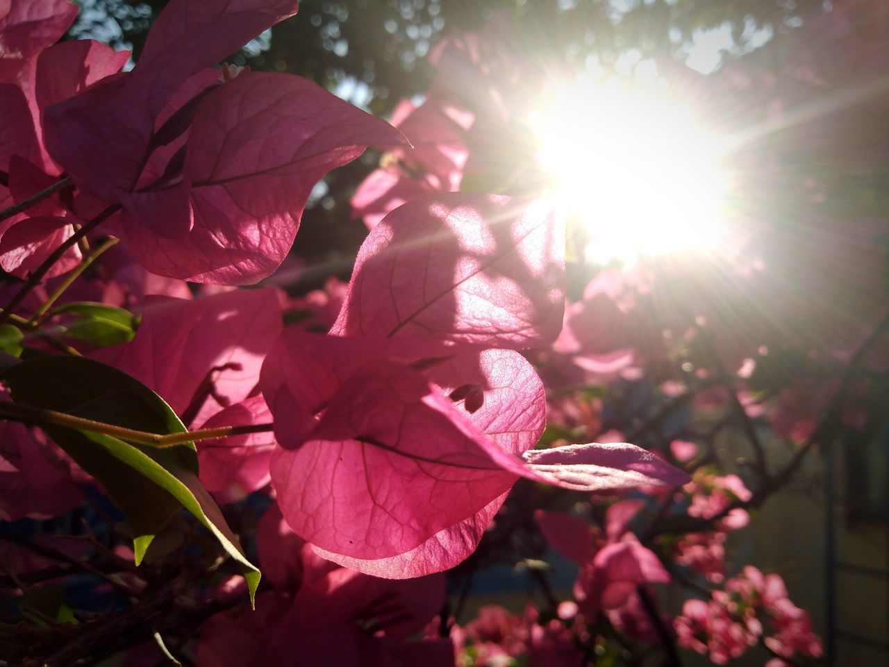 CLOSE-UP OF PINK FLOWERING PLANT LEAVES