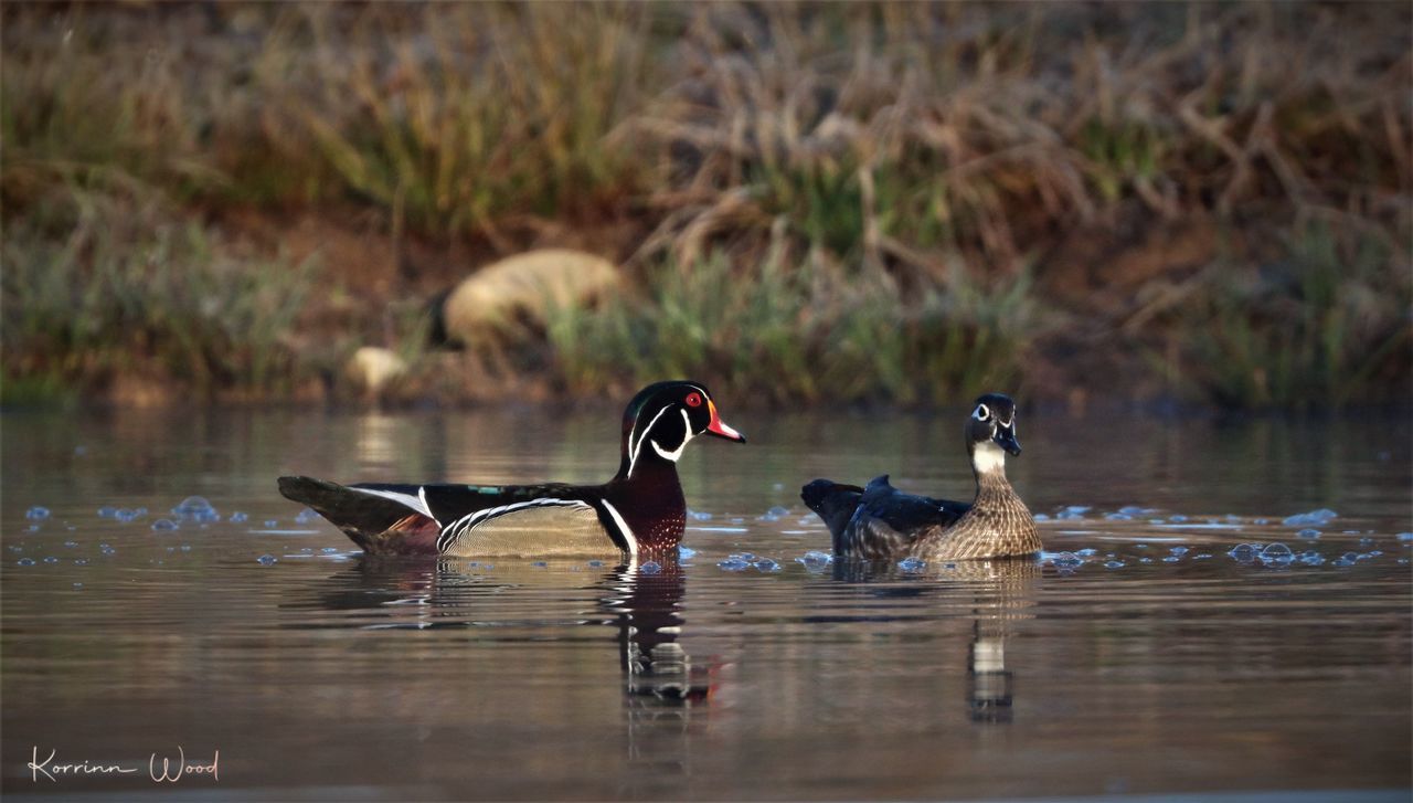 DUCKS SWIMMING ON LAKE