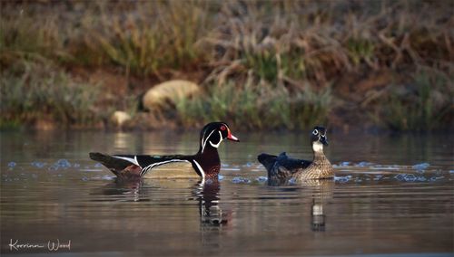 Birds swimming in a lake